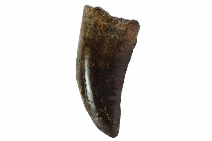 Serrated, Tyrannosaur (Nanotyrannus) Tooth - South Dakota #97455